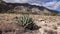 Parry\'s agave Agave parryi in south New Mexico