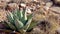 Parry`s agave Agave parryi in south New Mexico