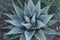 Parry`s agave, Agave parryi, Texas