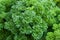 Parsley