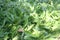 Parsley, Agriculture,farm,rice ,Thai farmers,Dipterocarpus alatus