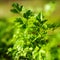 Parsley from Amalfi Coast