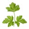 Parsley aromatic herb