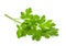 Parsley aromatic herb