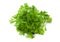 Parsley aromatic herb