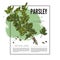 Parsley aromatic natural herb plant square label or banner vector illustration.