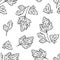 Parsley black and white seamless pattern. Seasoning, spice, herb outline image.
