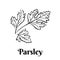 Parsley black and white vector illustration isolated. Seasoning, spice, herb