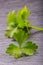 Parsley or celery twig. Fresh parsley top on granite board.