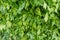 Parsley, coriander leaves background texture. Close up of fresh green parsley