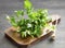 Parsley Culinary Herb on a Cutting Wooden Board