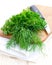 Parsley and dill on cutting board