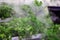 Parsley, dill and other greens are sold in the store in a special display case with water supply