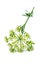 Parsley flower