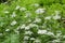 Parsley Flowers with Green blurred Background