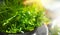 Parsley. Fresh organic parsley leaves in metal colander on a table. Diet, dieting concept. Vegan food, healthy eating