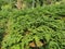 Parsley, or garden parsley ready to harvest from farm