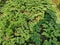 Parsley, or garden parsley ready to harvest from farm