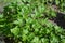 Parsley. Gardening. Petroselinum crispum, biennial herb
