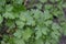 Parsley. Gardening. Petroselinum crispum, biennial herb