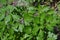 Parsley. Gardening. Petroselinum crispum, biennial herb