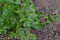 Parsley. Gardening. Petroselinum crispum, biennial herb