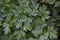 Parsley. Gardening. Petroselinum crispum, biennial herb