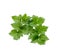 Parsley green leaf