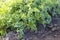 Parsley growing in a garden