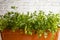 parsley grown at home in a pot on a white brick wall background