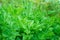 Parsley grows on the bed. Closeup, selective focus