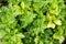 Parsley grows in the garden