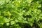 Parsley grows in the garden. It is grown outdoors in the garden area. Green background of parsley leaves