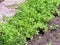 Parsley grows in open ground