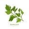 Parsley herb, food vector illustration, logo