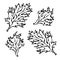 Parsley Herb Green Leaves, Food and Seasonings Vector Illustration