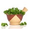 Parsley Herb Leaves