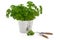 Parsley Herb Plant