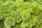 Parsley Herb Plant (Petroselinum crispum)