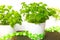 Parsley, herbs pots