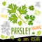Parsley icon label fresh organic vegetable, vegetables nuts herbs spice condiment color graphic design vegan food.