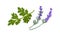 Parsley and Lavender Twig as Kitchen Potherbs Vector Set
