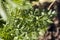 Parsley leaf (Petroselinum crispum)