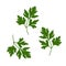 Parsley leaf vector illustration. Green-stuff vector.