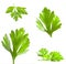 Parsley leaves