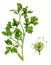 Parsley leaves and flower (Petroselinum crispum)