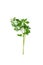 Parsley Leaves Isolated