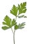 Parsley Leaves Isolated