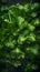 Parsley leaves with water droplets on a dark background.