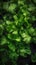 Parsley leaves with water droplets on a dark background.